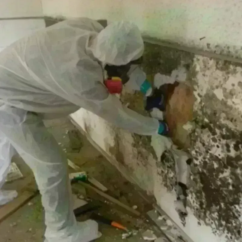 Mold Remediation and Removal in Brookline, MA